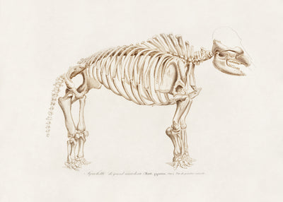 poster-print-mamoth-mammut