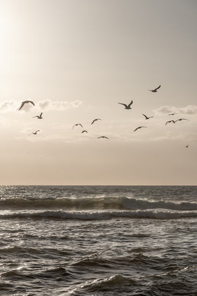 poster-print-birds-and-the-sea-3