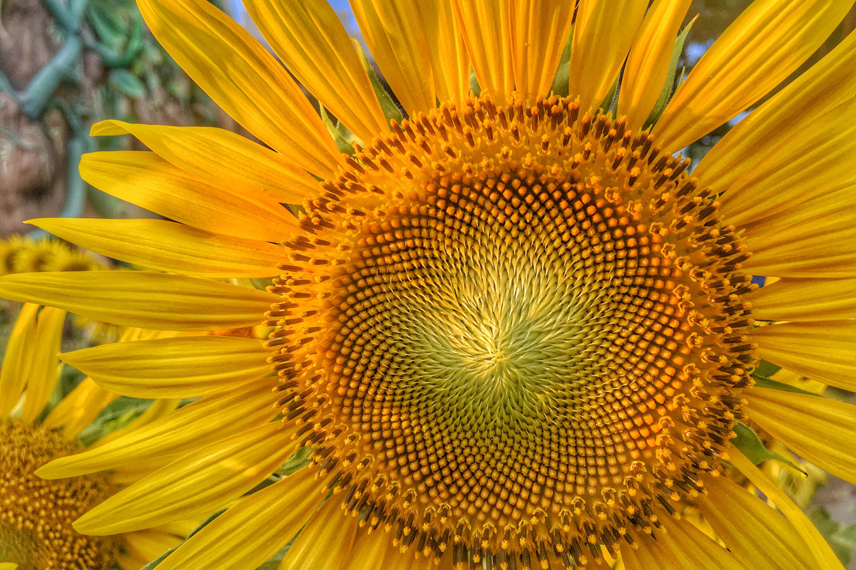 3-piece-canvas-print-inflorescence-of-a-sunflower