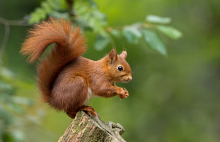 poster-print-red-squirrel-in-the-forest