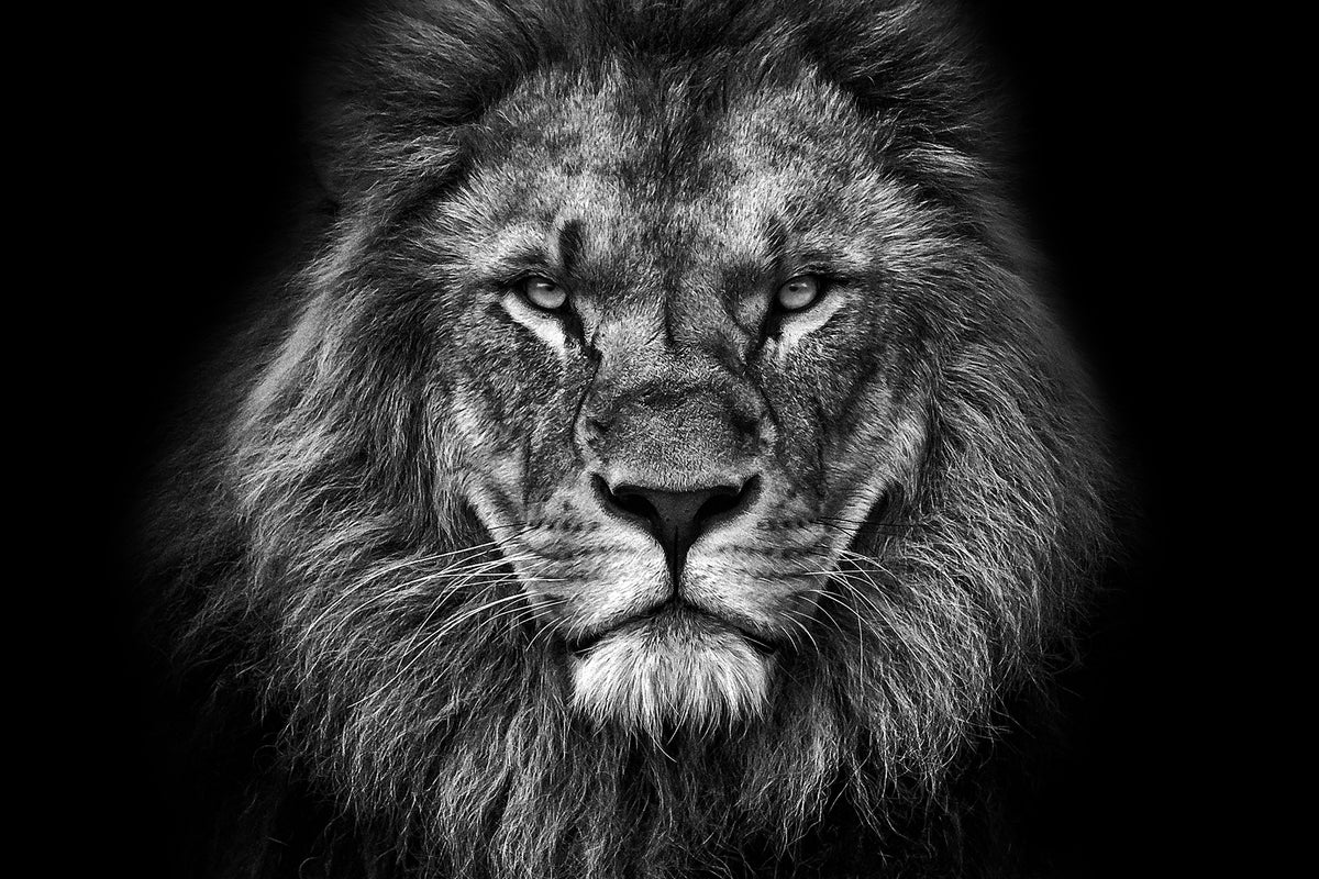 poster-print-king-face-bw