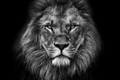 poster-print-king-face-bw