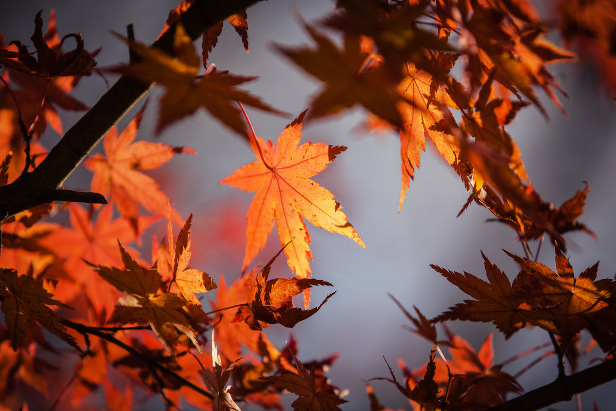 aluminium-print-maple-leaves-in-autumn