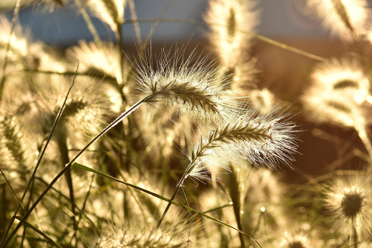 3-piece-canvas-print-ornamental-grass-in-the-sunlight
