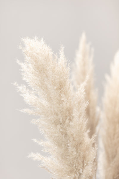 poster-print-pampas-grass-grey-03