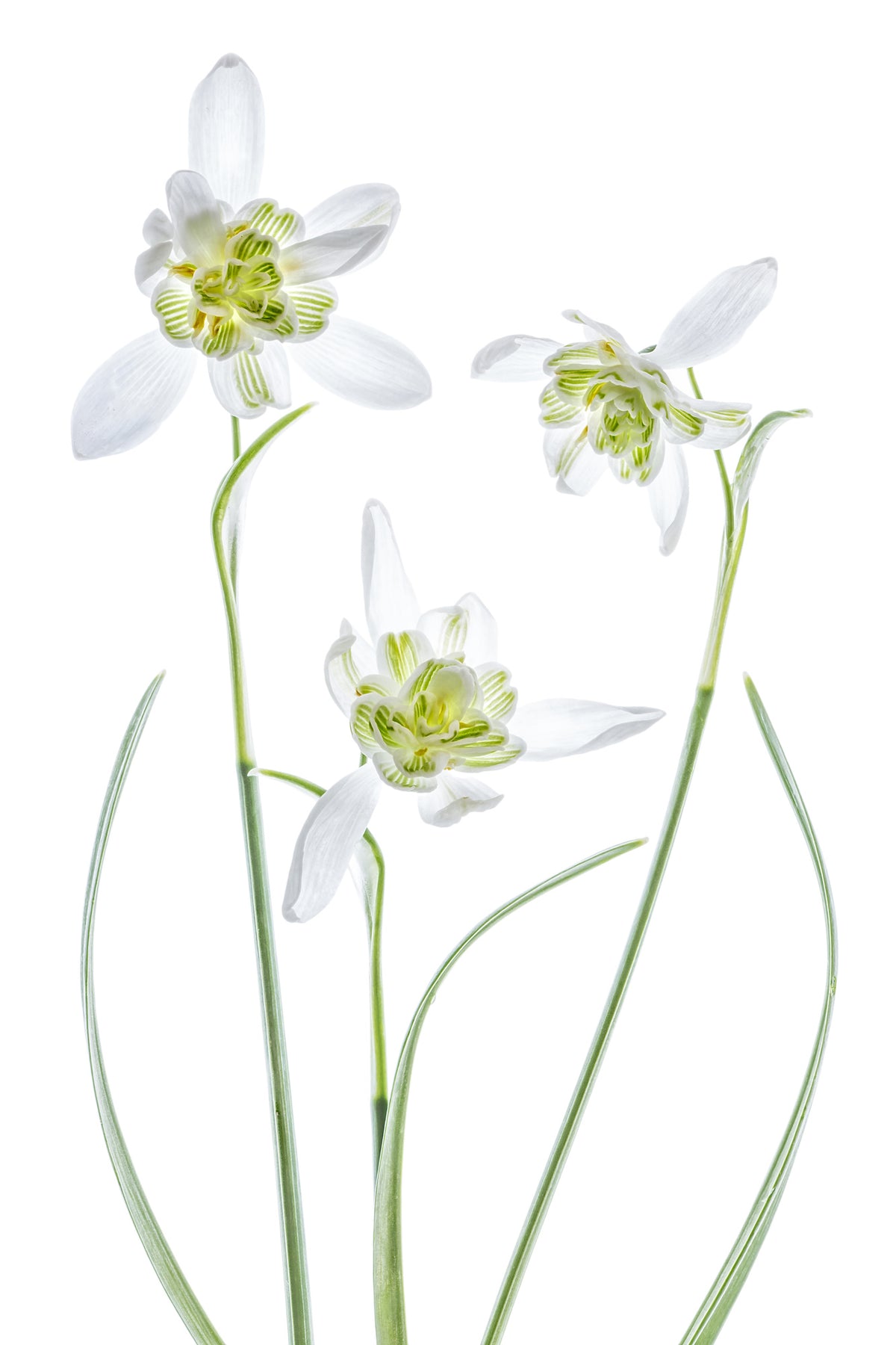 framedposter-print-galanthus-flore-pleno