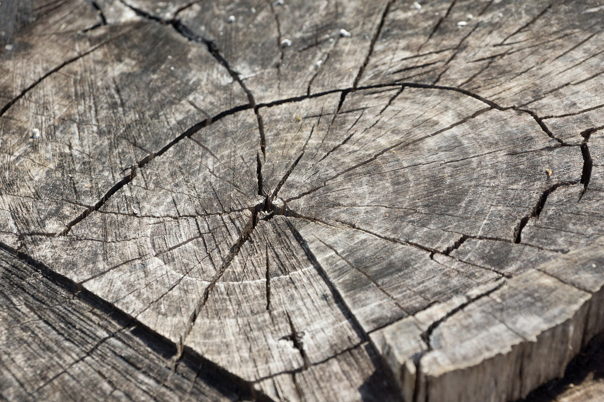 3-piece-aluminium-print-the-tree-rings