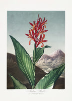 framedcanvas-print-indian-reed-from-the-temple-of-flora-1807