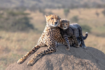 poster-print-cheetah-and-cup-x