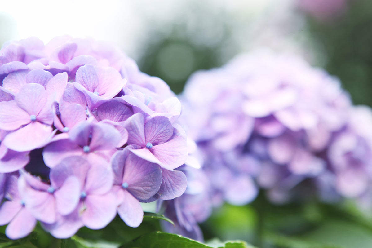 framedcanvas-print-hydrangeas