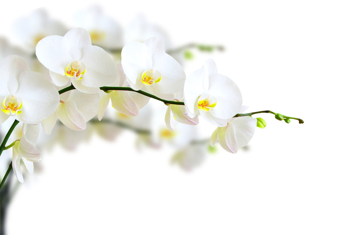 modern-3-piece-canvas-print-white-orchids