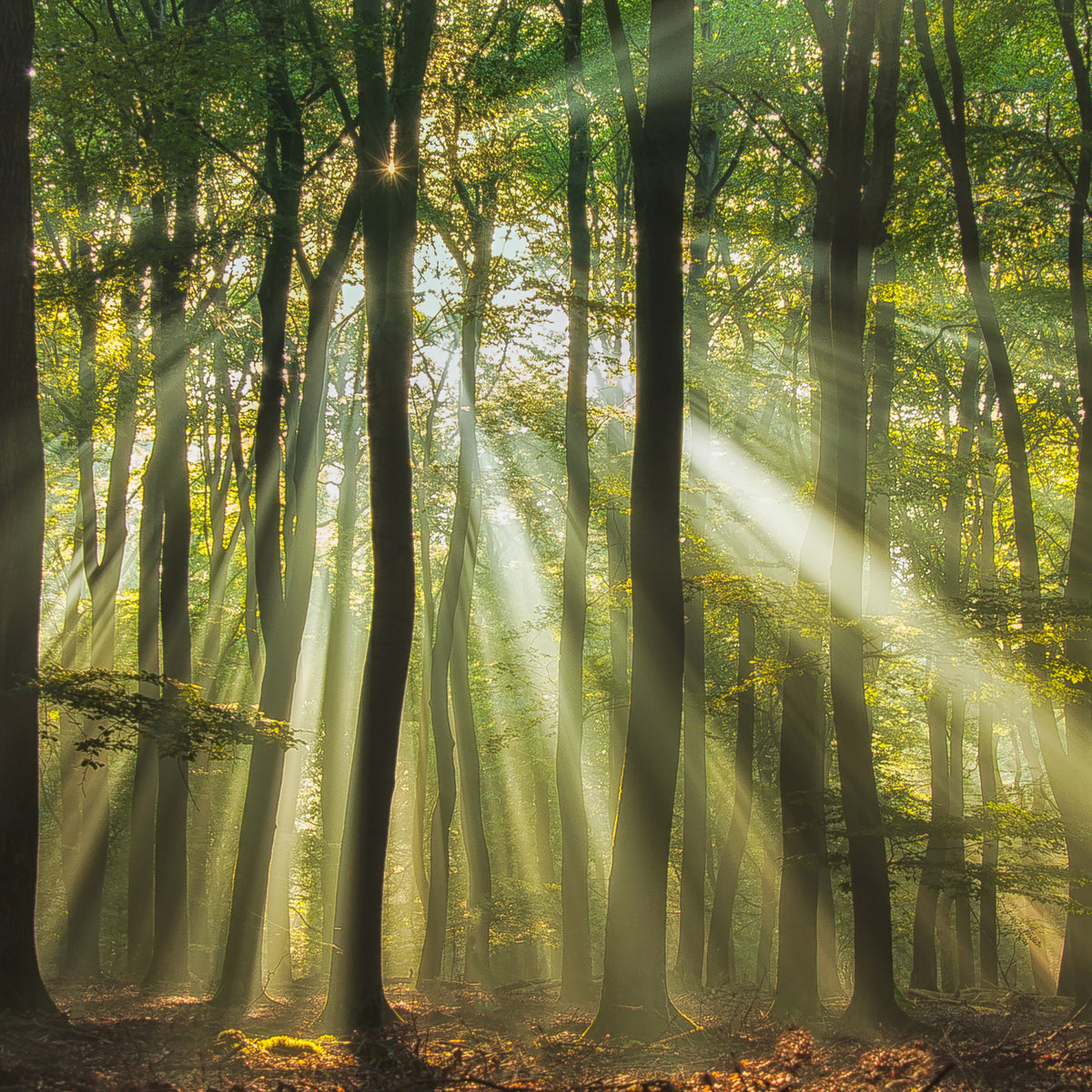 9-piece-aluminium-print-sunny-start-to-the-day