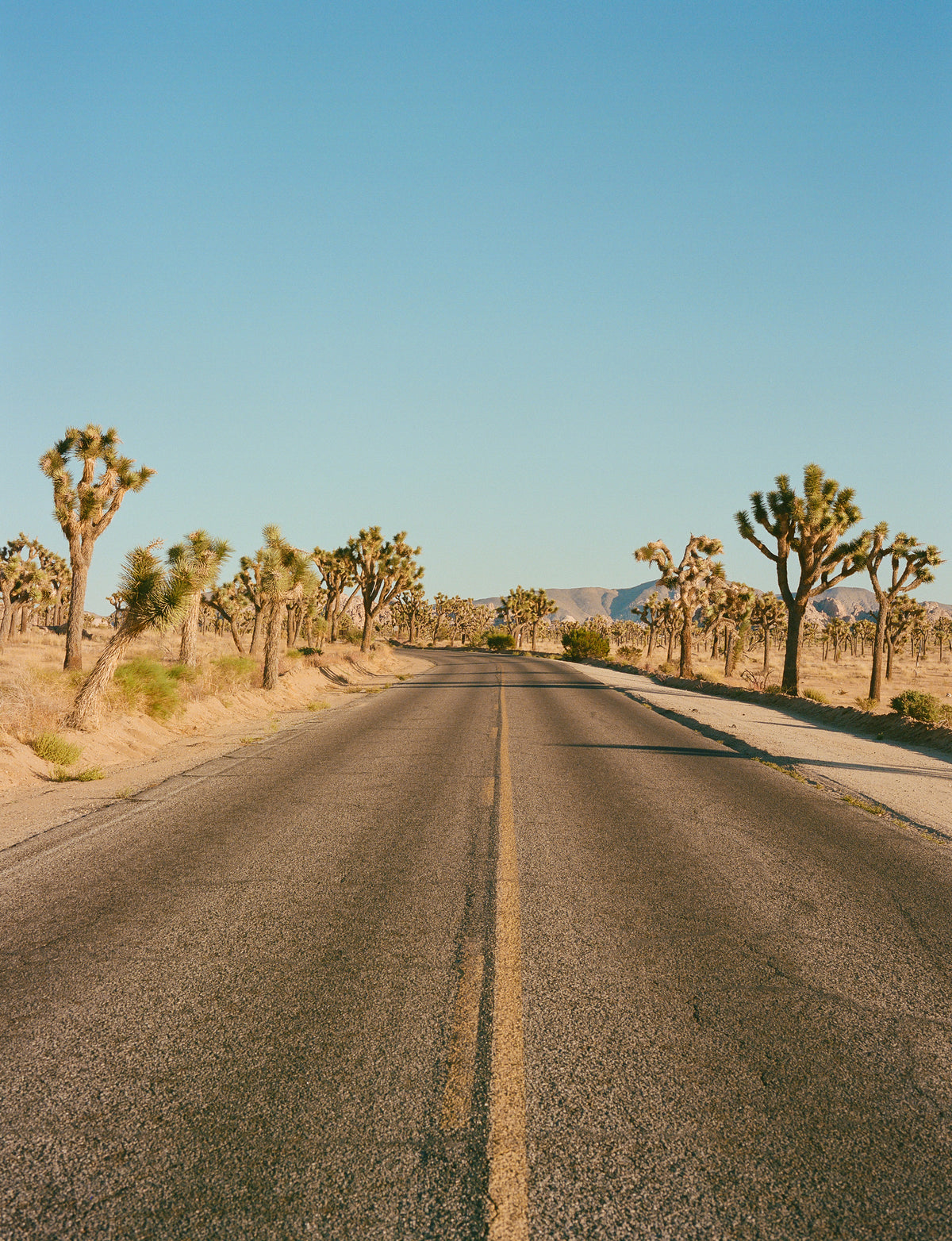 poster-print-joshua-tree-road-ii