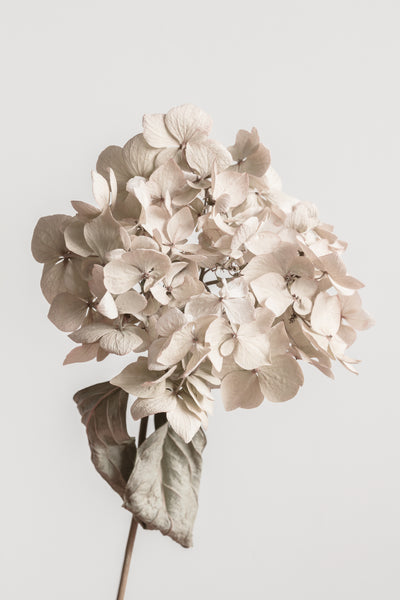 poster-print-beige-dried-flower