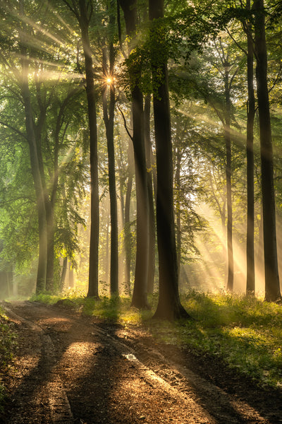 poster-print-forest-road