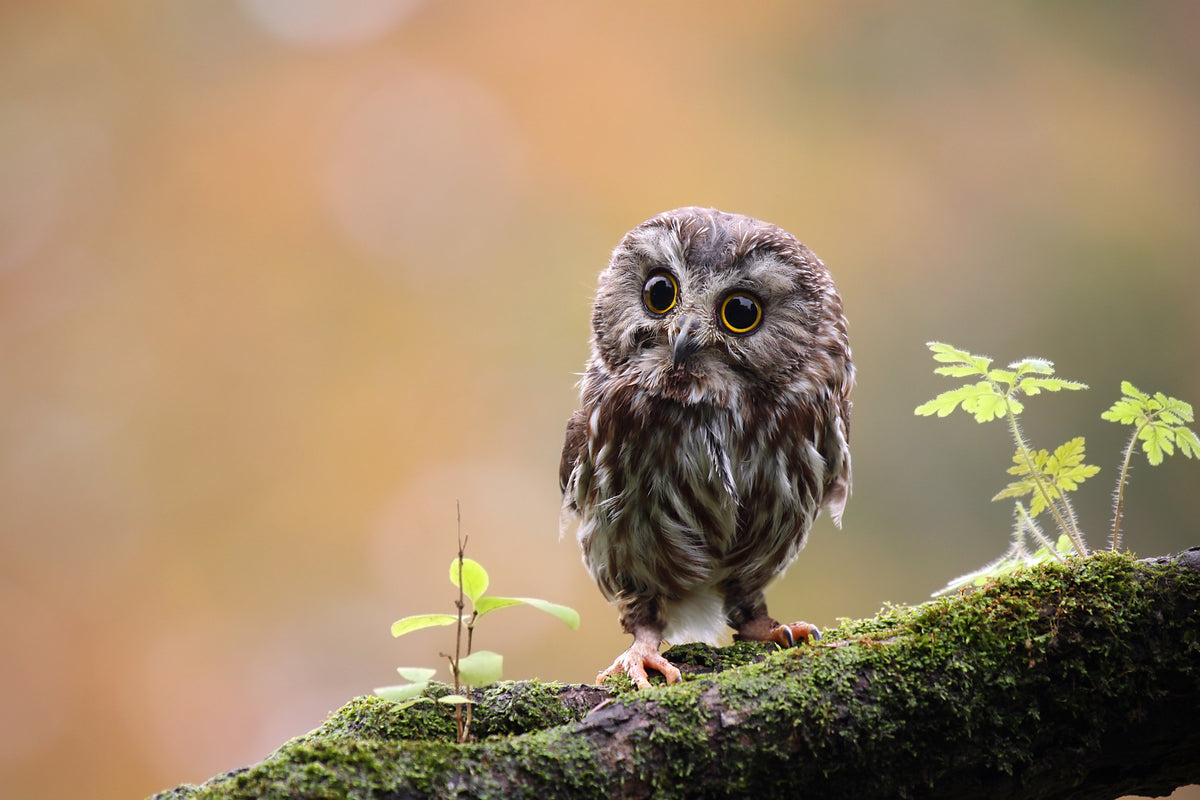 aluminium-print-tiny-owl