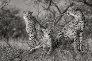 aluminium-print-three-cats