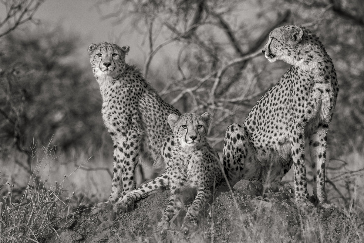 aluminium-print-three-cats