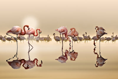 poster-print-flamingos-x