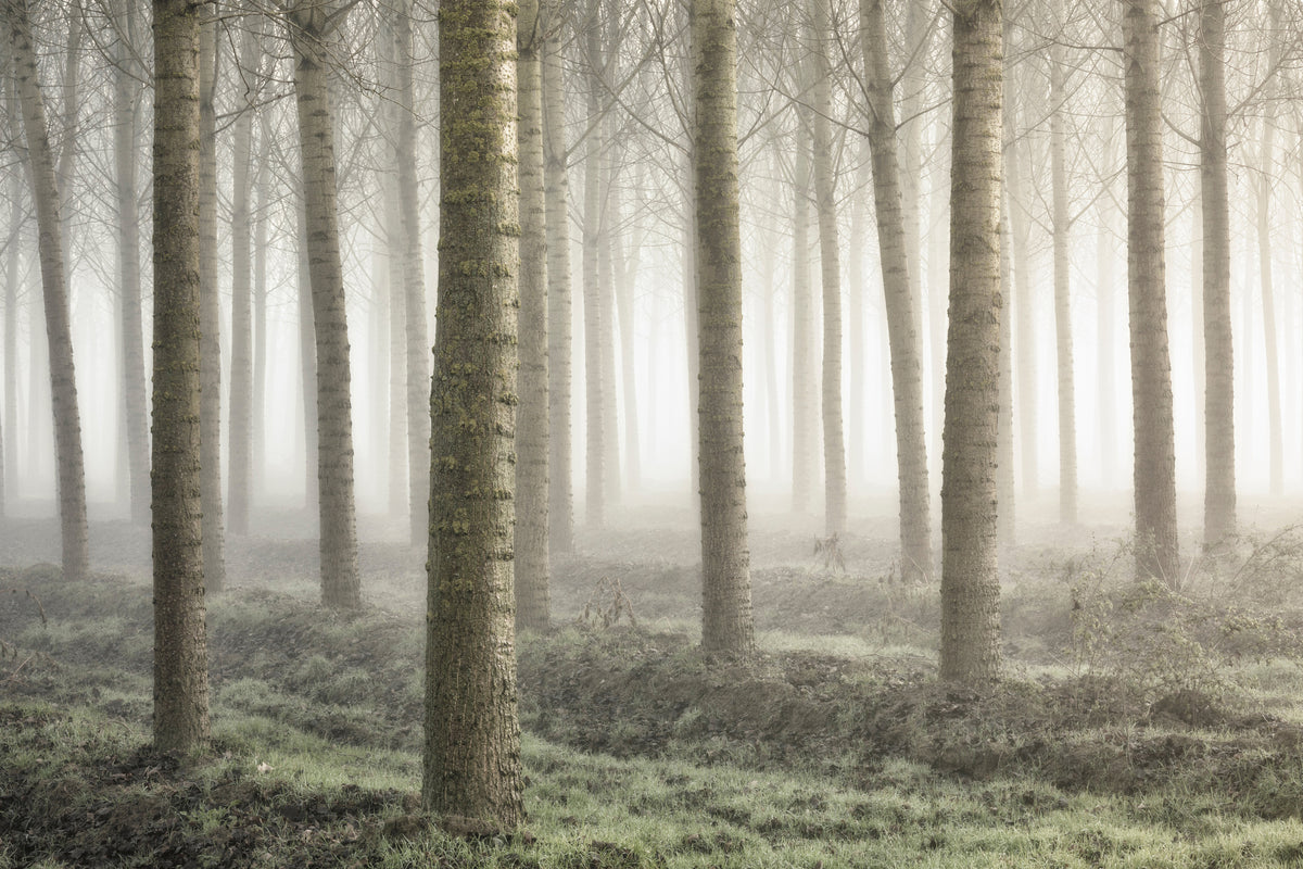 aluminium-print-small-woodland