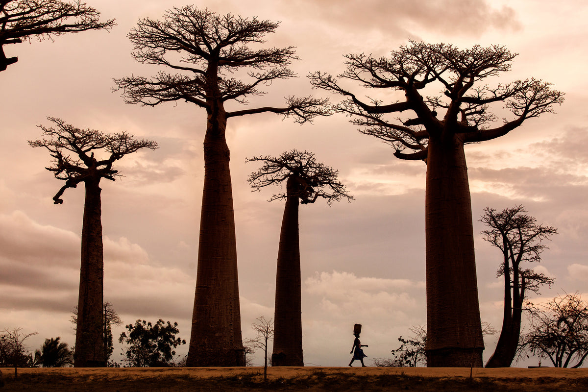 acrylic-print-madagascar-x