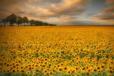 poster-print-sunflowers
