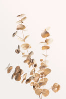 canvas-print-eucalyptus-gold-no-04