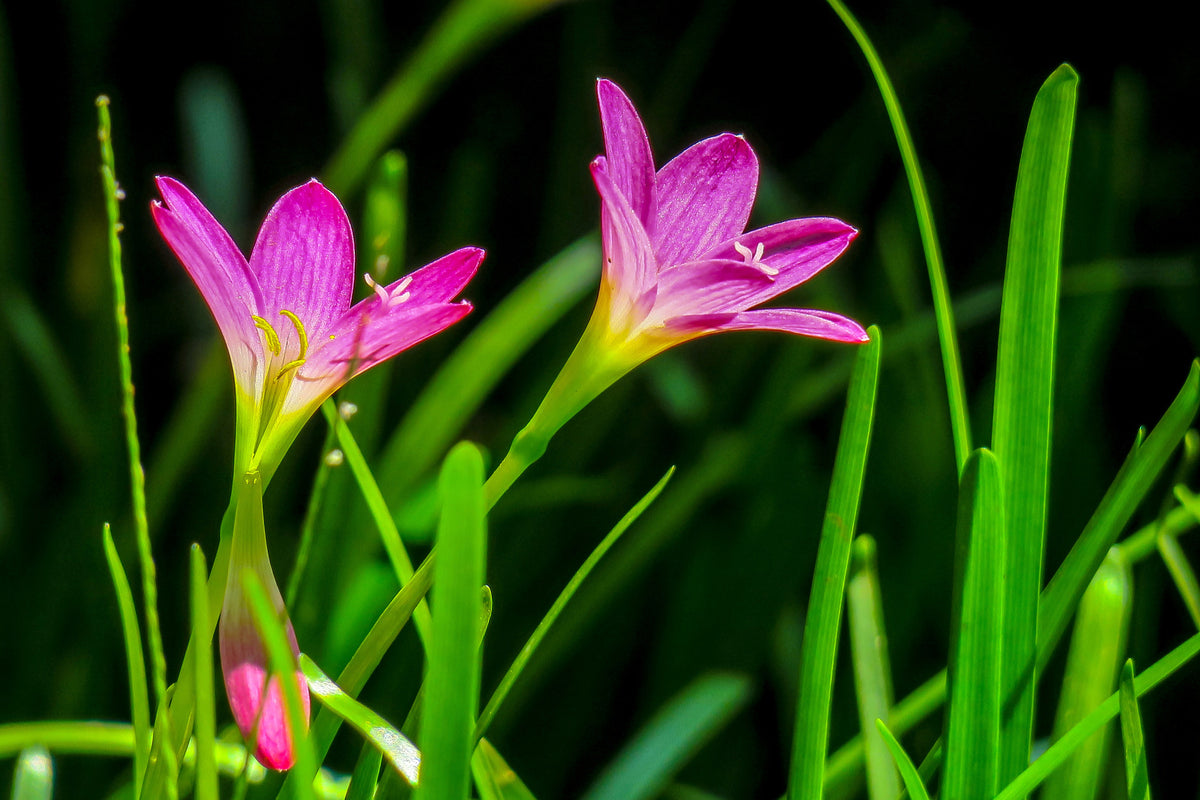 canvas-print-flowers-in-nature