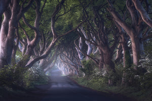 canvas-print-the-dark-hedges
