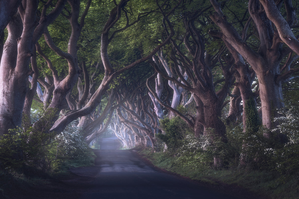 canvas-print-the-dark-hedges