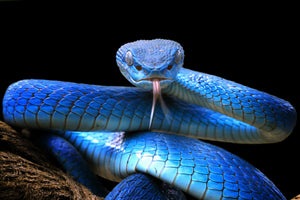 poster-print-blue-viper-snake-closeup-face