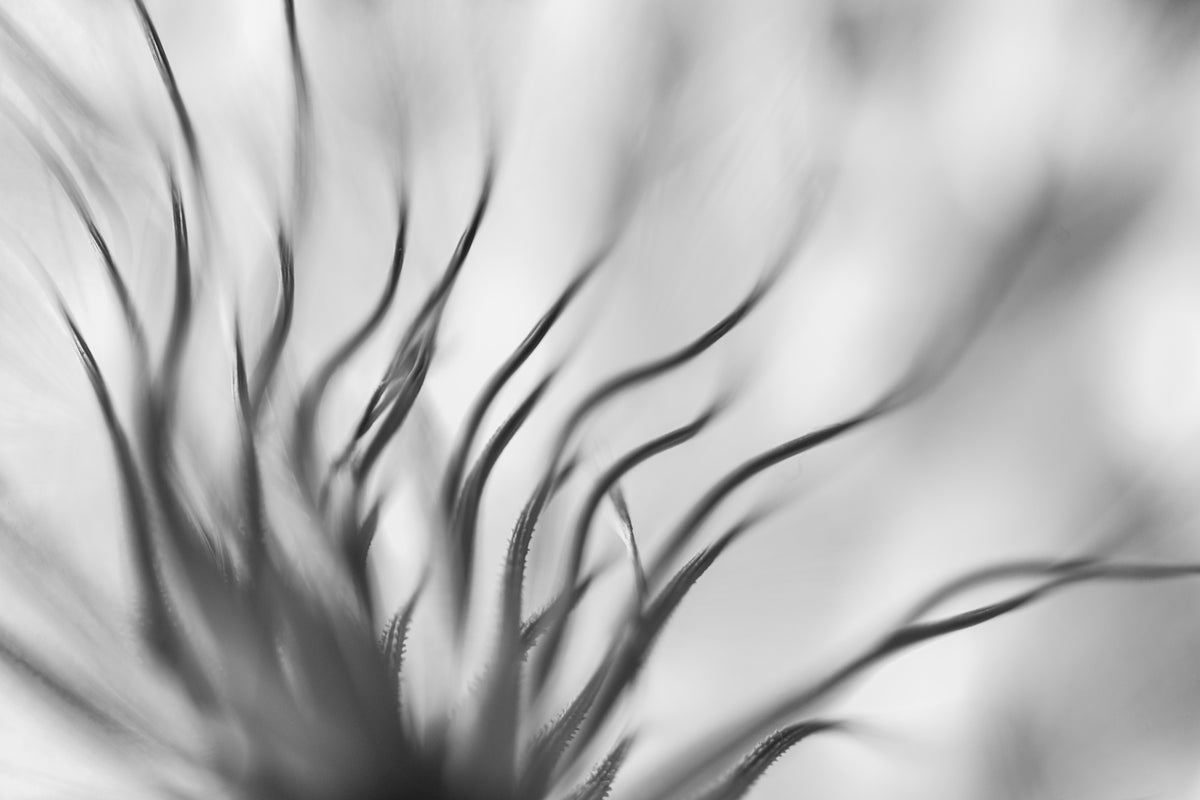 acrylic-print-untitled-xvii-p