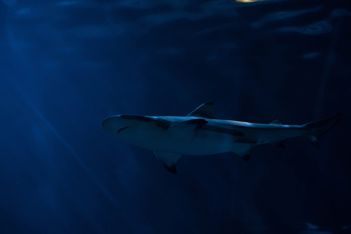 acrylic-print-dangerous-shark