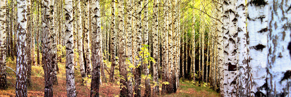 panoramic-canvas-print-the-path-between-birches-panorama