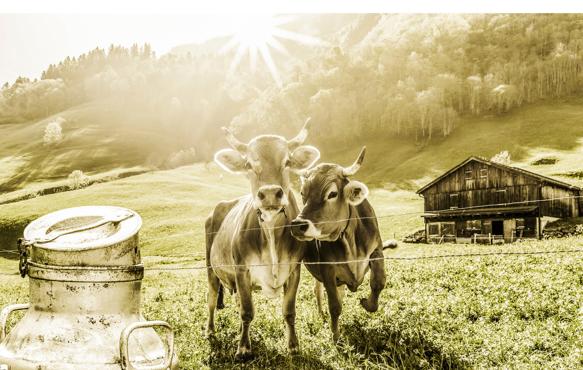 acrylic-print-cows-on-the-mountain-pasture