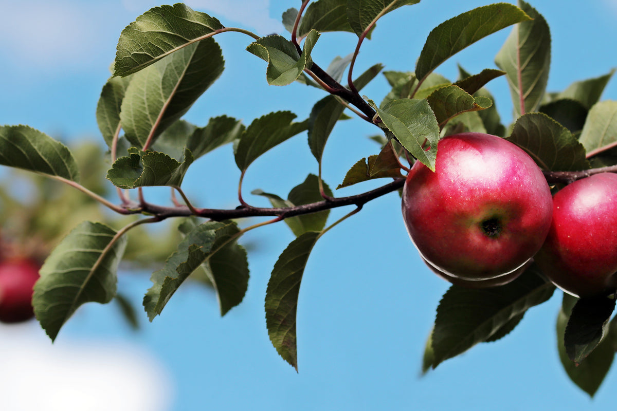 framedcanvas-print-apple-on-the-tree