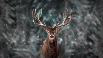 5-piece-acrylic-print-red-deer-in-the-winter-snow-forest