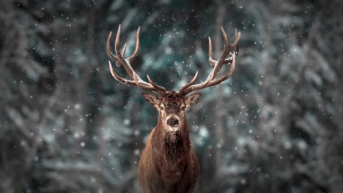 5-piece-acrylic-print-red-deer-in-the-winter-snow-forest