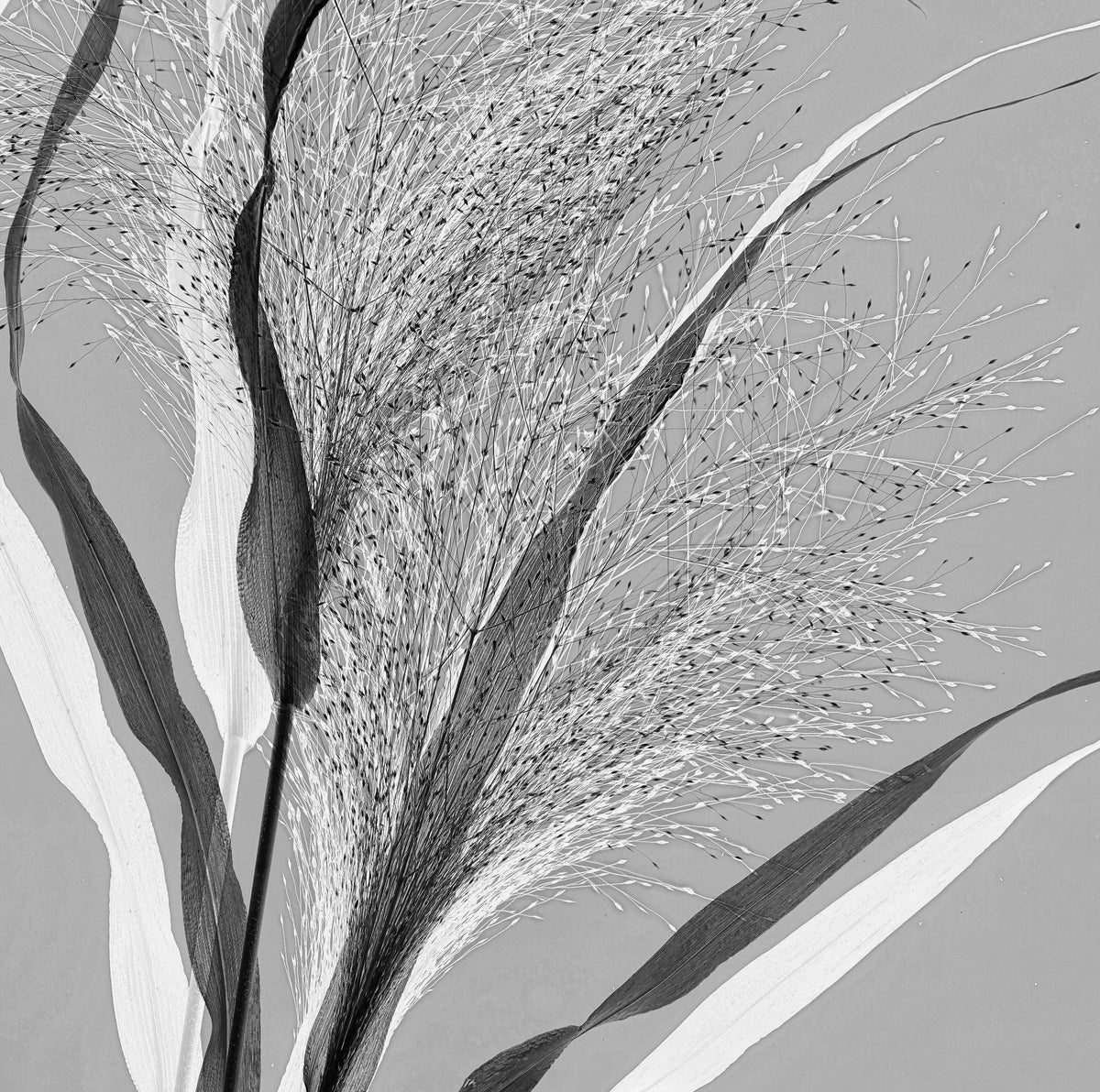 4-piece-canvas-print-simply-grass
