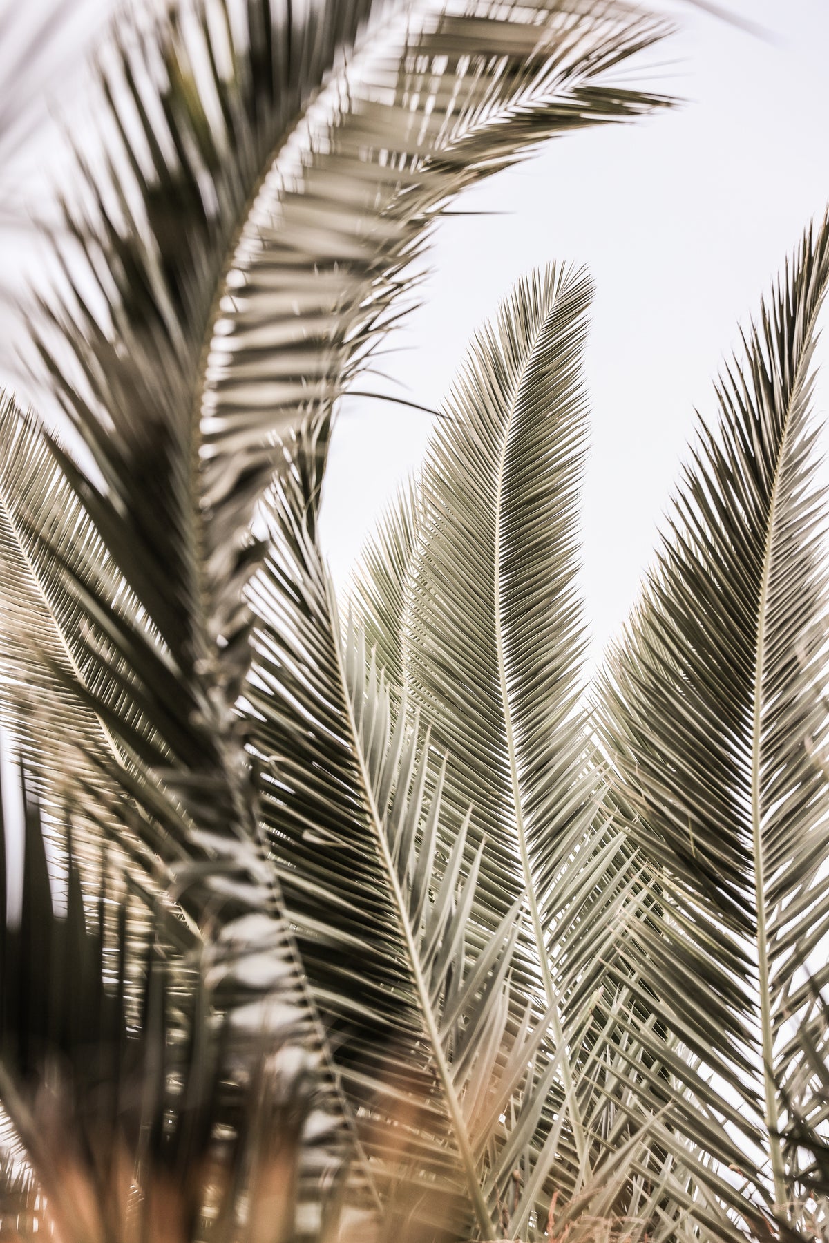 framedposter-print-whispers-of-palms