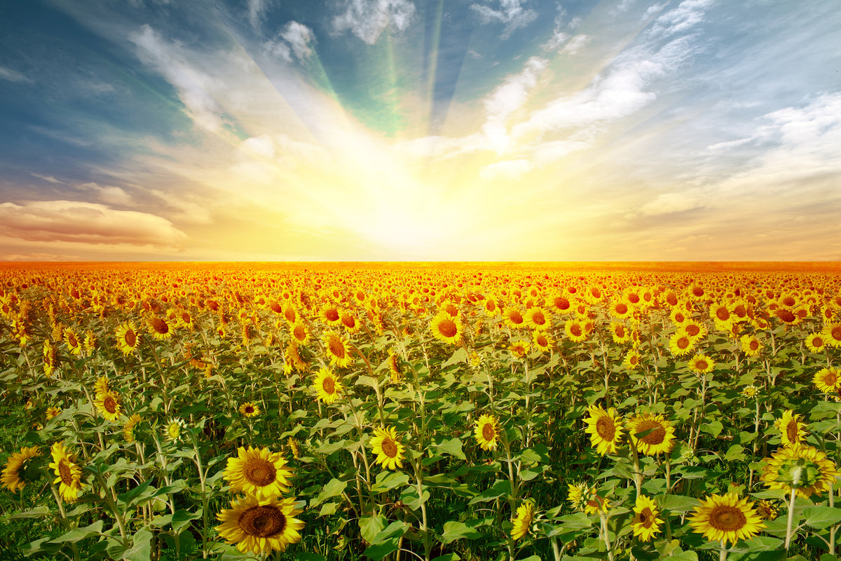 3-piece-canvas-print-a-field-full-of-sunflowers