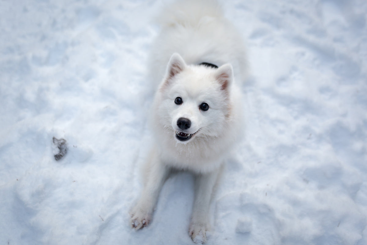 canvas-print-dogs-joy-in-the-snow