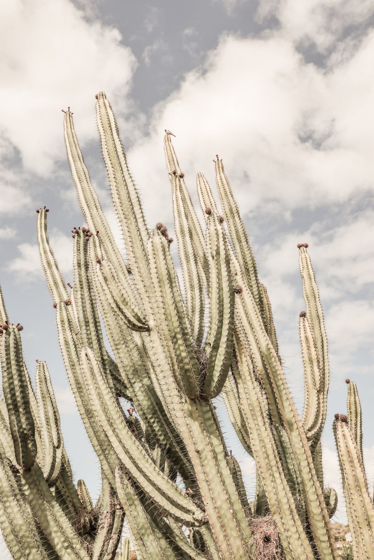 framedcanvas-print-desert-sentinels
