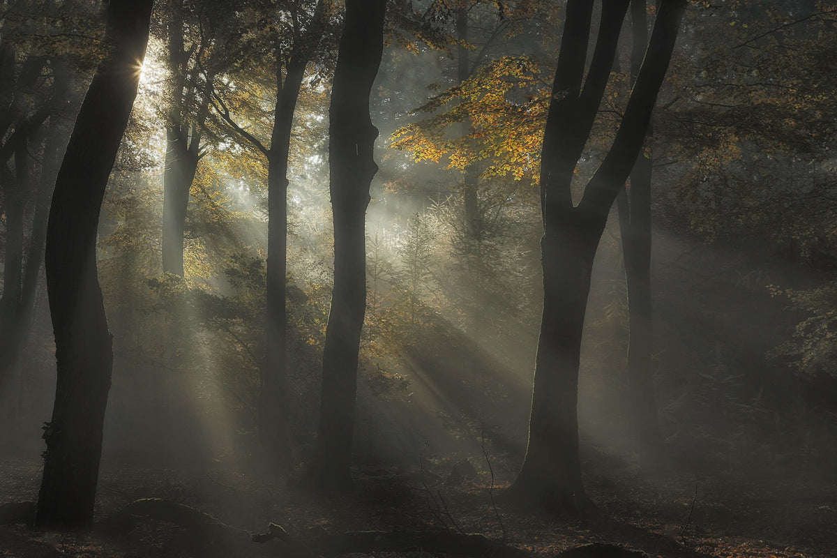 3-piece-canvas-print-sunbeam-2