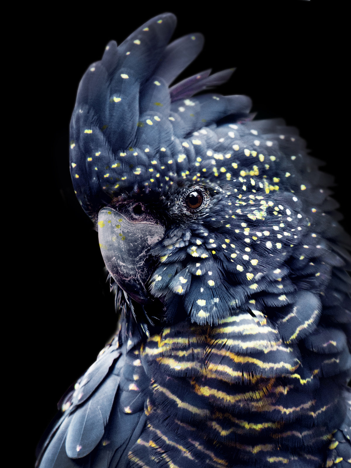 framedposter-print-blackcockatoo2