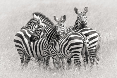 poster-print-zebras-x