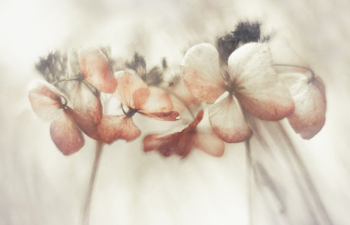 3-piece-aluminium-print-bloomed