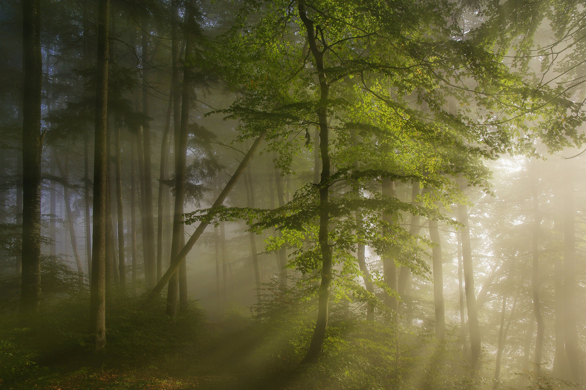 framedposter-print-morning-beauty