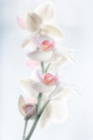 framedposter-print-pale-beauty
