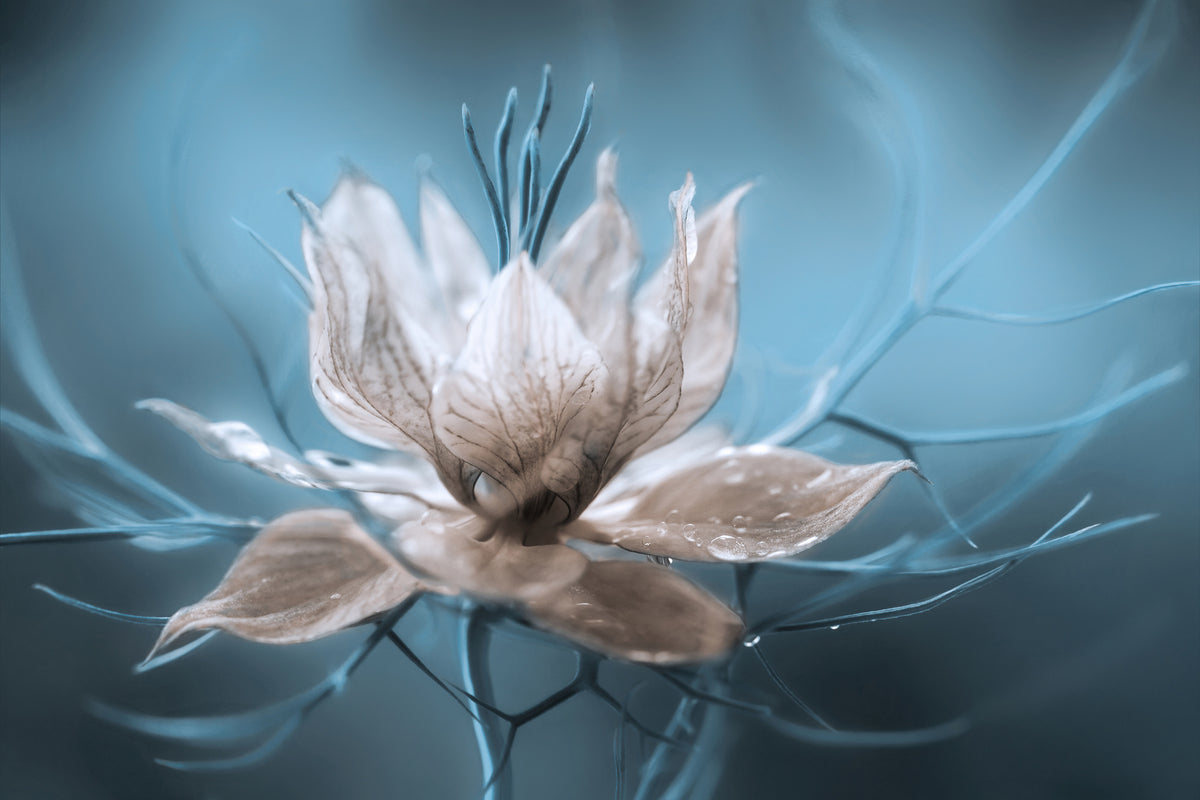 acrylic-print-nigella